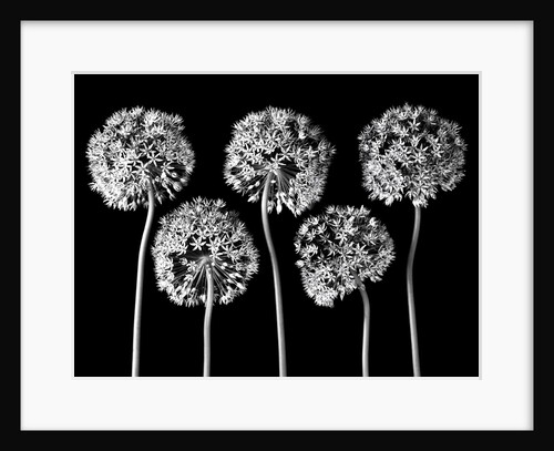 Allium flowers by Assaf Frank